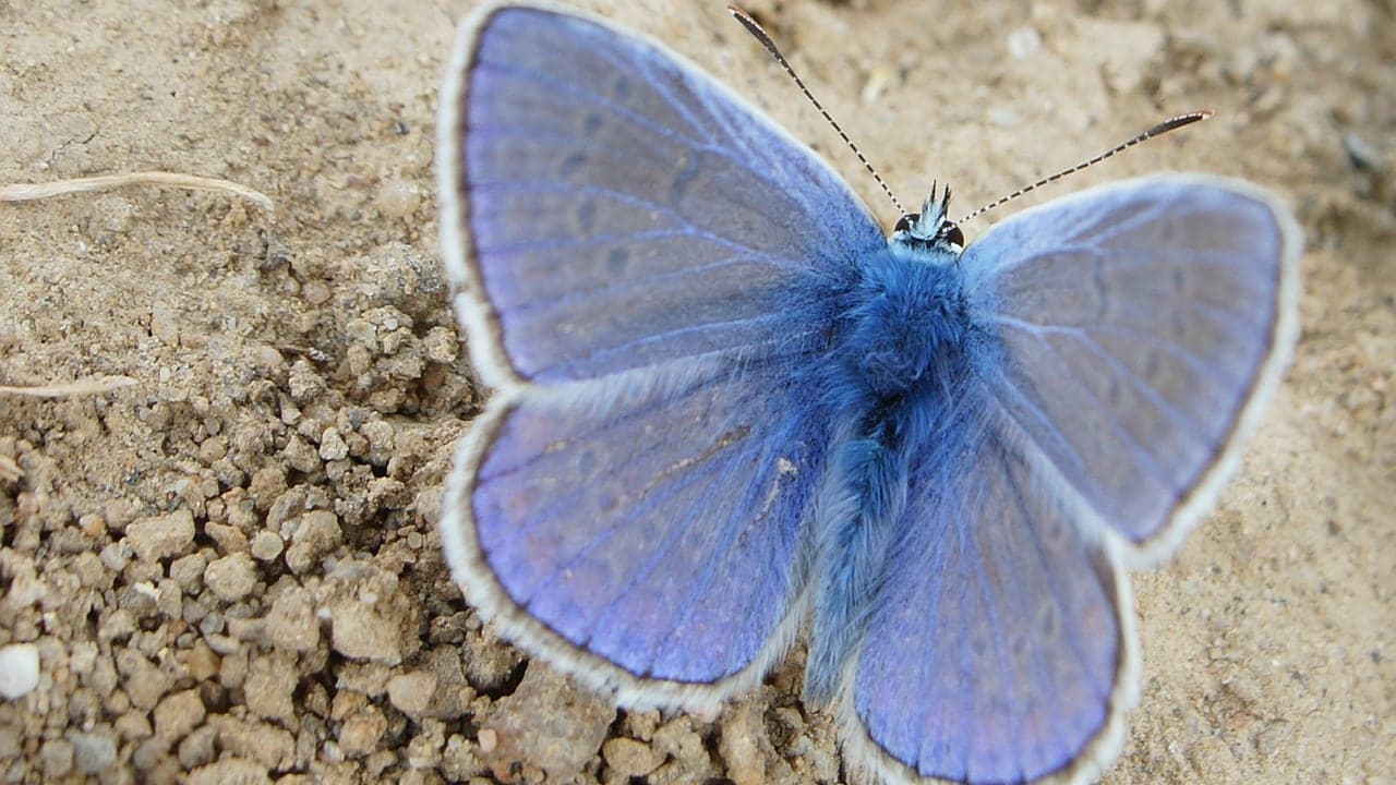 Be more butterfly